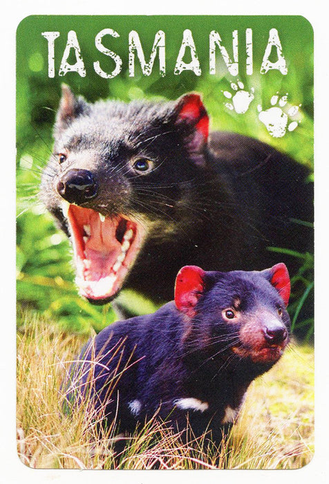 Taking Tassie Home: The Ultimate Guide to Unique Tasmania Souvenirs
